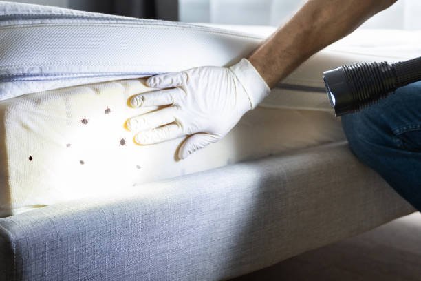 Wasp Removal Services in Douglas, MI