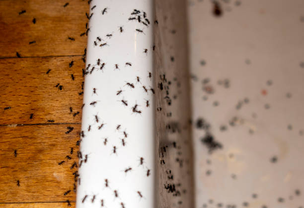Best Best Pest Control Companies  in Douglas, MI
