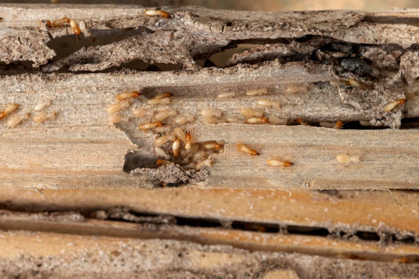 Best Local Pest Control Services  in Douglas, MI